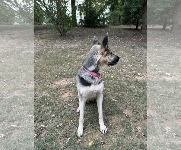 Medium Photo #3 German Shepherd Dog Puppy For Sale in Ball Ground, GA, USA
