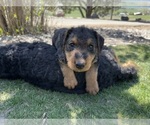 Puppy Green Airedale Terrier