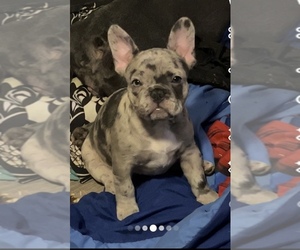 French Bulldog Puppy for sale in POWDER SPRINGS, GA, USA