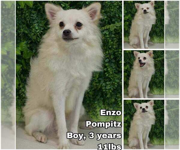 Medium Photo #1 Pomeranian-pomeranian spitz Mix Puppy For Sale in Seattle, WA, USA