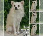 Small Pomeranian-pomeranian spitz Mix