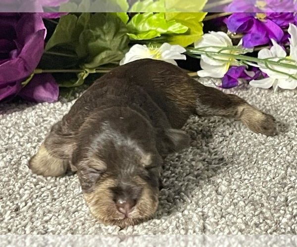 Medium Photo #6 Schnauzer (Miniature) Puppy For Sale in FORT PIERCE, FL, USA