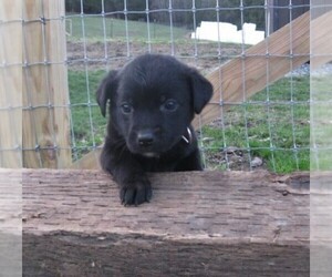 Australian Cattle Dog-Labrador Retriever Mix Puppy for sale in HYDE PARK, VT, USA