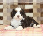 Small #1 Bernedoodle (Miniature)