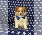 Small Photo #2 Fox Terrier (Smooth)-Pomeranian Mix Puppy For Sale in LEOLA, PA, USA