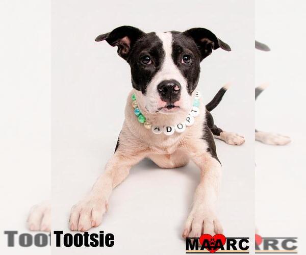 Medium Photo #12 Mutt Puppy For Sale in Maryville, TN, USA