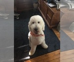 Small Photo #1 Goldendoodle Puppy For Sale in HOGANSVILLE, GA, USA