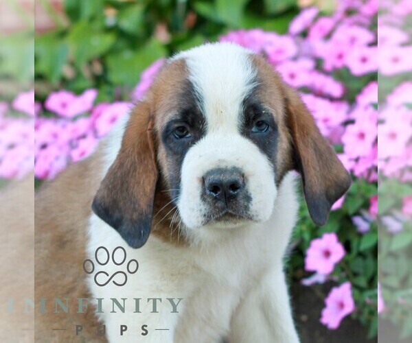 Medium Photo #1 Saint Bernard Puppy For Sale in MARIETTA, PA, USA