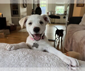 Siberian Husky-Unknown Mix Dogs for adoption in Holly Springs, NC, USA