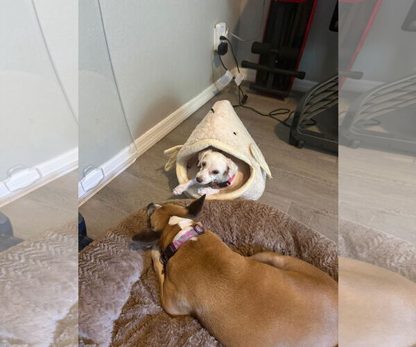 Medium Photo #15 Mutt Puppy For Sale in Orlando, FL, USA