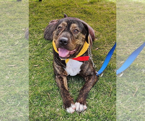 Medium Photo #14 Mutt Puppy For Sale in Crandall, GA, USA