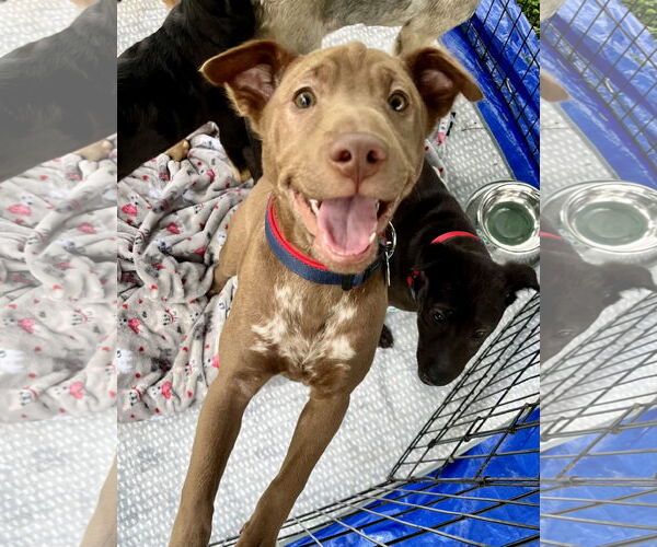 Medium Photo #16 Labrador Retriever-Unknown Mix Puppy For Sale in Dana Point, CA, USA