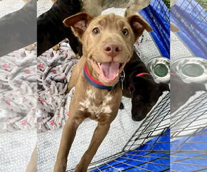 Archie - Male Labrador Retriever-Unknown Mix Dog for Adoption - Photo #16