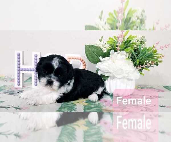 Medium Photo #6 Shih Tzu Puppy For Sale in O BRIEN, FL, USA