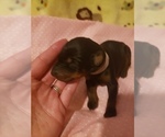 Small Photo #4 Doberman Pinscher Puppy For Sale in SAGINAW, MI, USA