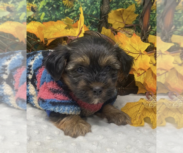 Medium Photo #14 Shorkie Tzu Puppy For Sale in SELLERSBURG, IN, USA