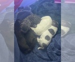 Small #14 Chinese Shar-Pei