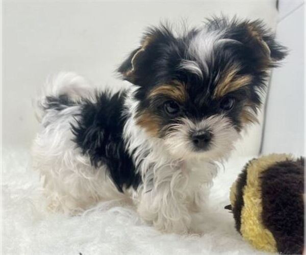 Medium Photo #1 Biewer Terrier Puppy For Sale in ORLANDO, FL, USA