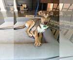 Small #5 Mutt