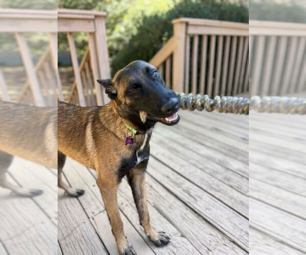 Medium Photo #4 Mutt Puppy For Sale in Imlay City, MI, USA