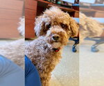 Small Photo #2 Poodle (Miniature) Puppy For Sale in Fort Wayne, IN, USA