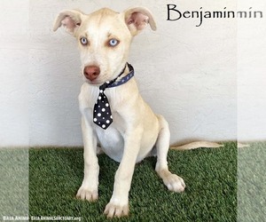 Huskies -Unknown Mix Dogs for adoption in San Diego, CA, USA