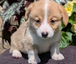 Small Photo #31 Pembroke Welsh Corgi Puppy For Sale in GOSHEN, IN, USA