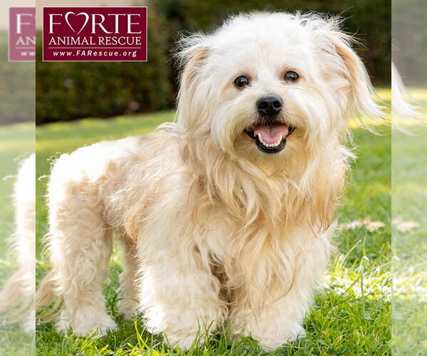 Medium Photo #3 Havanese-Unknown Mix Puppy For Sale in Marina del Rey, CA, USA
