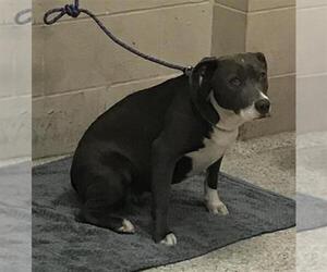 American Pit Bull Terrier-Unknown Mix Dogs for adoption in Conroe, TX, USA