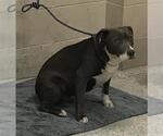 Small American Pit Bull Terrier Mix