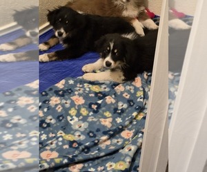 Australian Shepherd Puppy for sale in SAN ANTONIO, TX, USA
