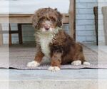 Dexter - Male Bernedoodle (Miniature) Puppy for Sale - Photo #4