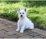 Bonnie - Female West Highland White Terrier Puppy for Sale - Photo #4
