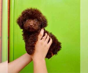 Poodle (Toy) Puppy for sale in HOUSTON, TX, USA