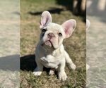Puppy Puppy 2 French Bulldog