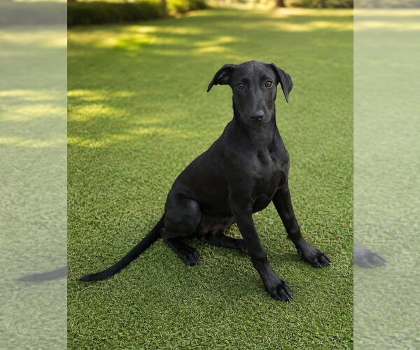 Medium Photo #2 Labrador Retriever-Unknown Mix Puppy For Sale in Canton, CT, USA