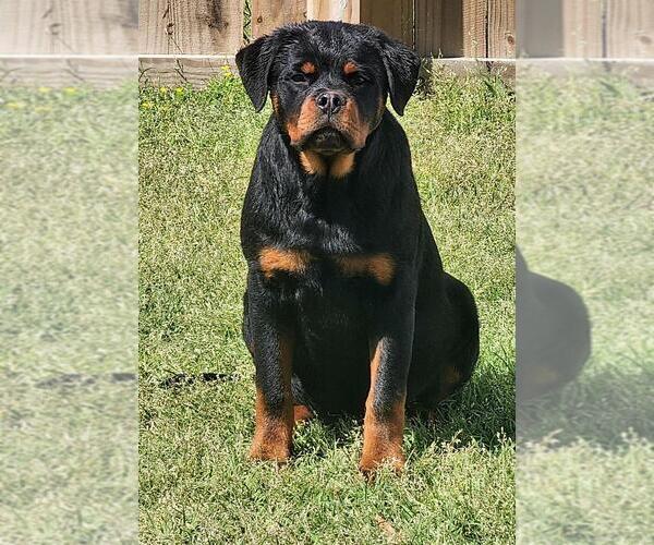 Medium Photo #1 Rottweiler Puppy For Sale in FAYETTEVILLE, NC, USA