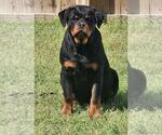 Small Photo #1 Rottweiler Puppy For Sale in FAYETTEVILLE, NC, USA