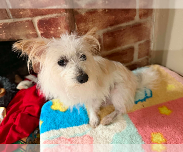 Medium Photo #1 Maltese-Unknown Mix Puppy For Sale in Cranston, RI, USA