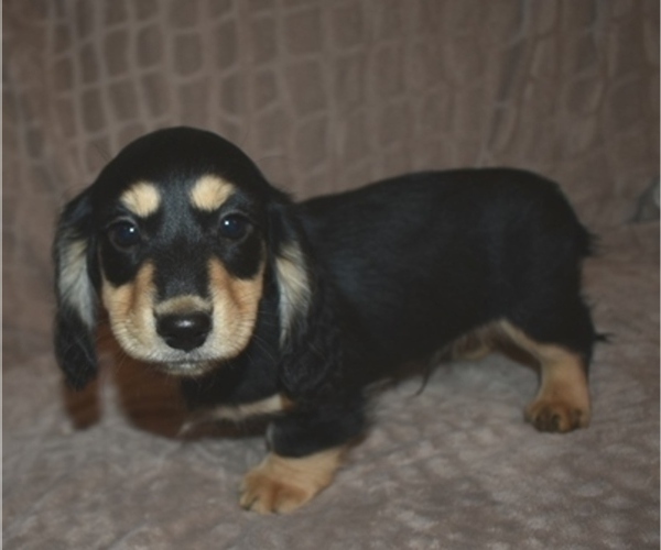 Medium Photo #5 Dachshund Puppy For Sale in MC CRORY, AR, USA