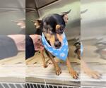 Small #2 Miniature Pinscher Mix