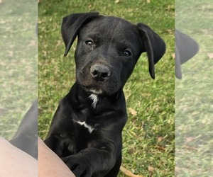Labrador Retriever-Unknown Mix Dogs for adoption in Oakhurst, NJ, USA