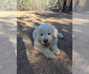 Great Pyrenees Puppy for sale in TUCSON, AZ, USA