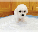 Small #1 Bichon Frise