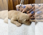 Small #19 Golden Retriever