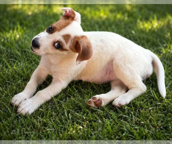 Medium Photo #3 Labrador Retriever-Unknown Mix Puppy For Sale in Oakhurst, NJ, USA