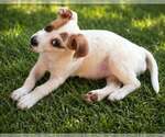 Small #2 Labrador Retriever Mix