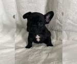 Small #2 French Bulldog