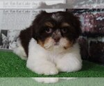 Small Photo #1 Cava-Tzu Puppy For Sale in BEL AIR, MD, USA