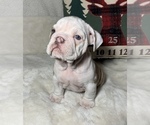 Small Photo #10 English Bulldog Puppy For Sale in JOHNS ISLAND, SC, USA